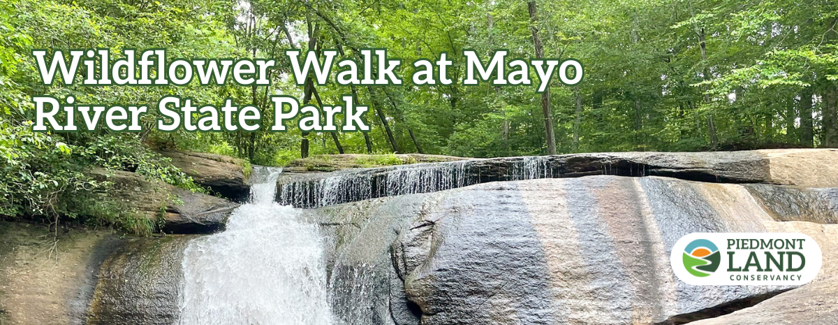 Wildflower Walk at Fall Creek Falls in Mayo River State Park 4/4/26